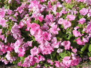 Pink flowers plant azalea