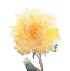 yellow rose isolated on white by watercolorpainting