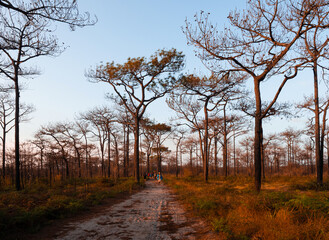 Leafles pine tree in winter forest. Thailand Phu Kradueng mountain winter season landscape