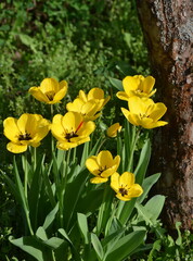 Sunlit yellow tulips