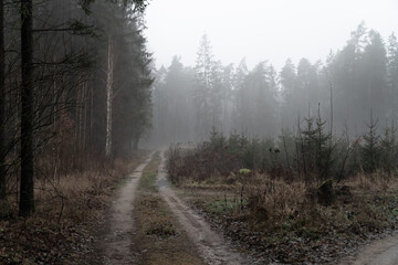 Fototapeta na wymiar Dirt road into a foggy forest in mazury Poland.