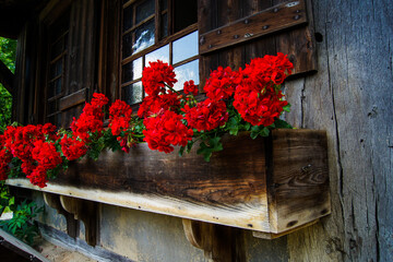 Fototapeta na wymiar Close-up of a flower box with red geraniums at an old wooden Black Forest farmhouse.
