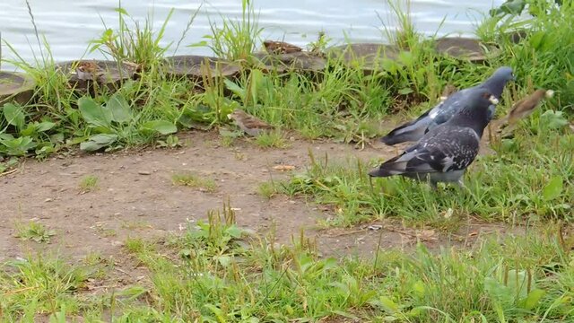 Pigeons and sparrows peck at bread on the bank of the pond