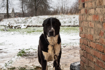 Black dog with white breast on a chain looks into the camera 