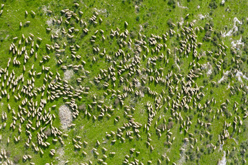 Large herd of White Sheep grazing in a Green field, Aerial view. 