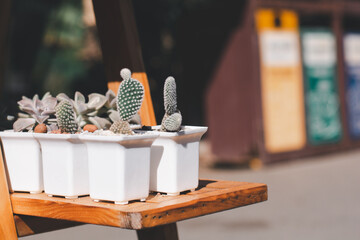 Variety of cactus and succulent growth in white ceramic pot on wooden shelf in shop with vintage tone. Small plant for home or office.