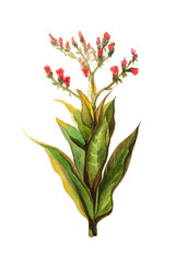 Watercolor tobacco flower with pink petals and big leaves. Hand drawn herb for pipe. Raster stock illustration of plant isolated on white background.