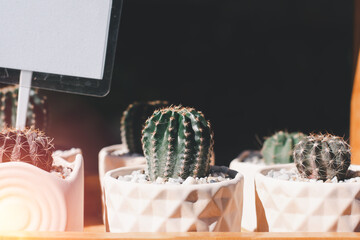 Variety of cactus and succulent growth in white ceramic pot on wooden shelf in shop with vintage tone. Small plant for home or office.