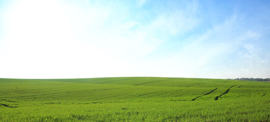 Field landscape with blue sky horizon