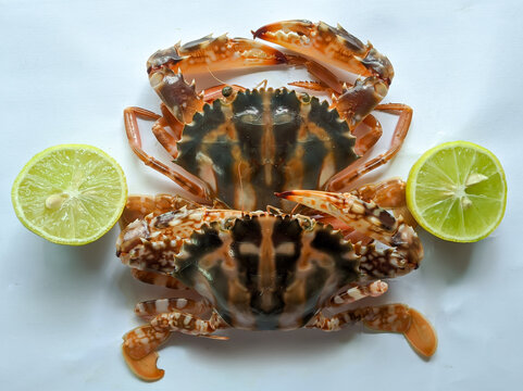 Selective focus of Fresh Crucifix Crab decorated with lemon slice and tomato slice on a White Background.