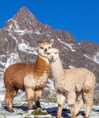 llama or lama, two lamas on pastureland © Daniel Prudek