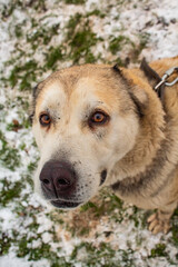 Dog beige in the yard on a chain looks into the camera amid the grass in the snow 