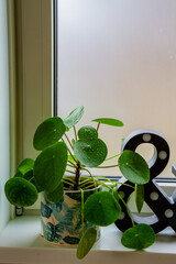 Pilea peperomioides, money plants in the ceramic pot on the windowsill. 