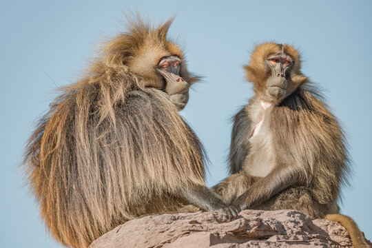 Portrait of a couple of mature alpha male African baboon and his harem female who is taking care of him sitting ant big rock at blue sky and sunny day, closeup, details.
