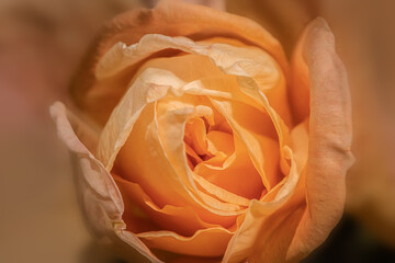 Gros plan sur une fleur rose orange
