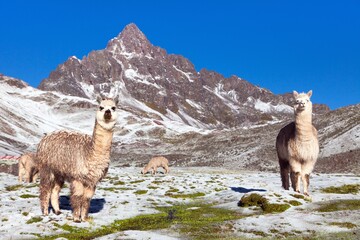 llama or lama, group of lamas on pastureland © Daniel Prudek