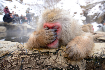 Fototapeta premium Japanese Snow Monkey