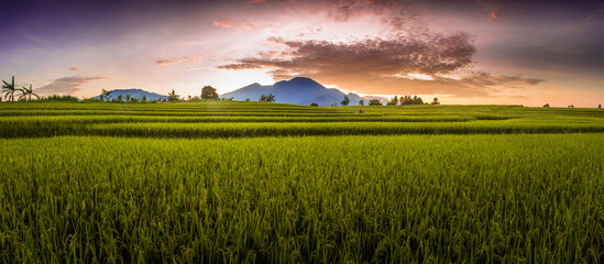Fototapeta na wymiar the beauty of the morning in the rice fields on a sunny morning