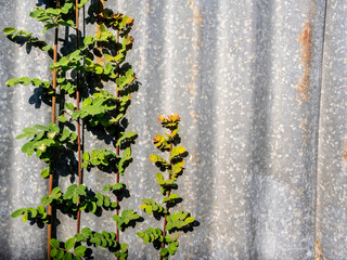 The rusty corrugated iron fence with the Phyllanthus reticulatus Poir leaf