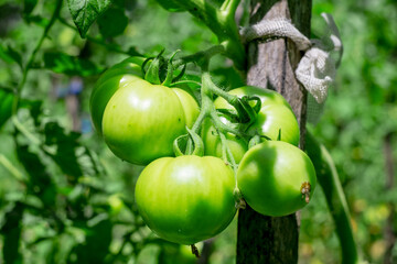 Unripe green tomatoes growing on the garden bed