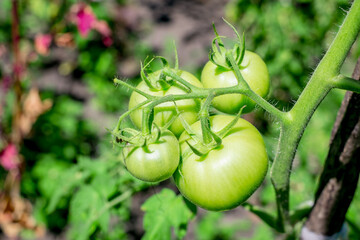 Unripe green tomatoes growing on the garden bed
