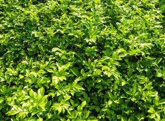 Obraz premium Full frame freshness Leaves of ornamental plant as nature background