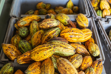 .Cocoa and cocoa pods in crates for sale