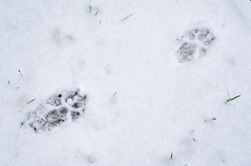 The footprints of a wild beast wolf on white snow