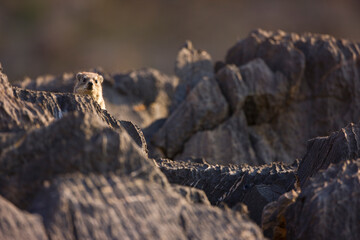 Daman roquero, Montañas Naukluft, Parque Nacional Namib Nauflut, Namibia, Africa