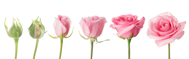 Blooming stages of rose flower on white background - obrazy, fototapety, plakaty