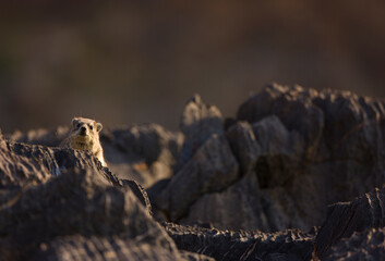 Daman roquero, Montañas Naukluft, Parque Nacional Namib Nauflut, Namibia, Africa