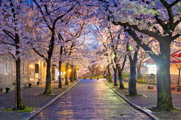Gion Shirakawa, Kyoto, Japan during cherry blossom season at twilight. © Kovacs