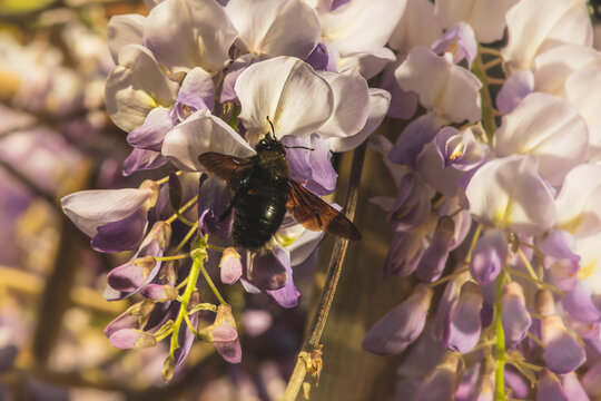 gros plan sur Abeille noire buttinant des fleurs de glycine