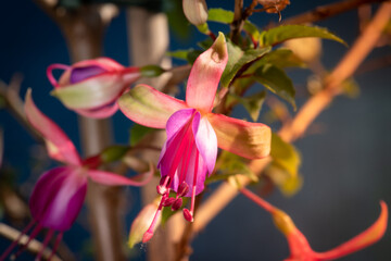 Fleur de Fushia en paysage