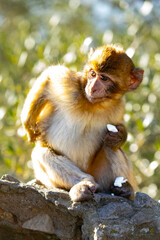 Barbary baby macaque in Gibraltar