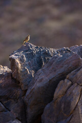 P&aacute;jaro en las Monta&ntilde;as Naukluft, Parque Nacional Namib Nauflut, Namibia, Africa