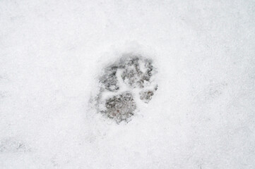The footprints of a wild beast wolf on white snow