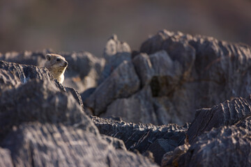 Daman roquero, Montañas Naukluft, Parque Nacional Namib Nauflut, Namibia, Africa