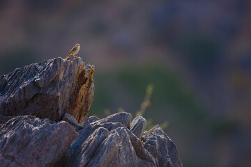 Pájaro en las Montañas Naukluft, Parque Nacional Namib Nauflut, Namibia, Africa