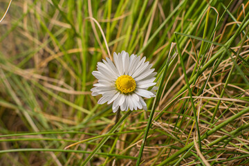 Marguerite seule dans l'herbe avec son polen