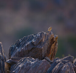 Pájaro en las Montañas Naukluft, Parque Nacional Namib Nauflut, Namibia, Africa