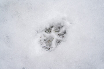 The footprints of a wild beast wolf on white snow
