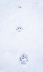 The footprints of a wild beast wolf on white snow