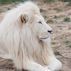 Portrait of a White Lion 