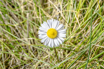 Marguerite de face dans l'herbe