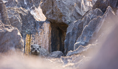 Daman roquero, Montañas Naukluft, Parque Nacional Namib Nauflut, Namibia, Africa
