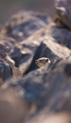 Daman roquero, Montañas Naukluft, Parque Nacional Namib Nauflut, Namibia, Africa