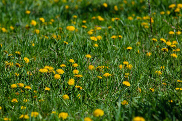 dandelions in field, green meadow with blooming yellow flowers