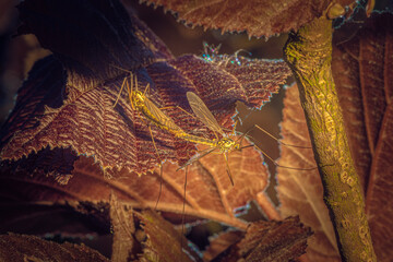 profil de Cousin dans un noisetier © Loks