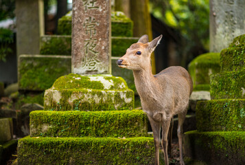 Nara Deer